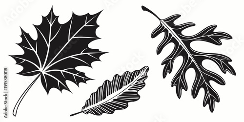 Canvas-taulu Three distinct autumn leaves showcasing nature's diverse beauty and intricate patterns
