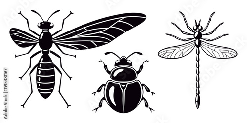 Illustration showcasing the anatomy of various insects with detailed wings and body structures Vector