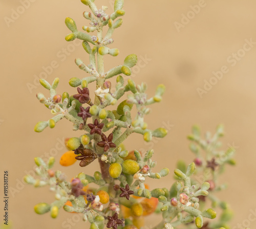 Close-Up of Batis Maritima Plant in Cyprus