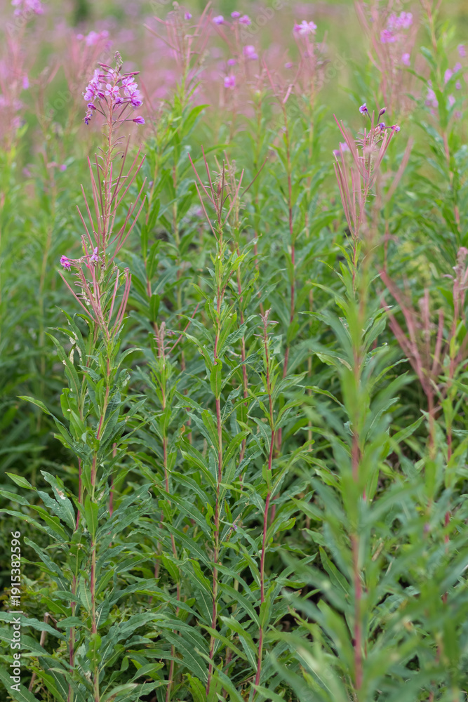 Obraz premium Fireweed Meadow in the Carpathians ? Summer in Borzhava Valley