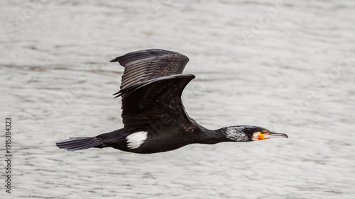Canvastavla Great cormorant flying low over the Rhône
