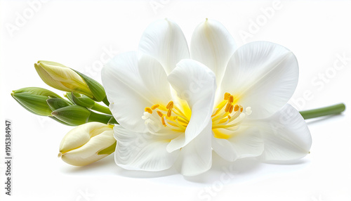 Fresh white freesia flowers and green buds in close-up, highlighting delicate petals and vibrant yellow centers on a pristine, isolated background