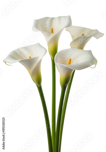 Four transparent calla lily flowers with vibrant green stems, standing upright, professionally shot against a clean, shadowless white background with copy space. Concept of botanical elegance and