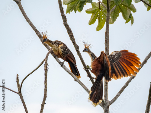 A pair of adult hoatzins, Opisthocomus hoazin, perched on a tree in the Pacaya Samiria Preserve, Peru