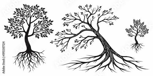 Three distinct trees with intricate root systems illustrated in black and white. Vector