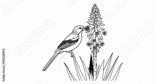 A detailed line drawing depicts a small bird perched on a stem, feeding from a tall, spiky flower