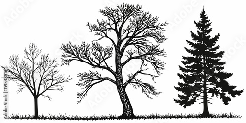 A beautiful illustration of three trees in different stages of growth and leaf density. Vector