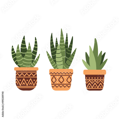 Three Small Potted Green Succulent Plants.
