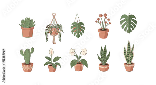Variety of Potted Houseplants and Succulents 1.