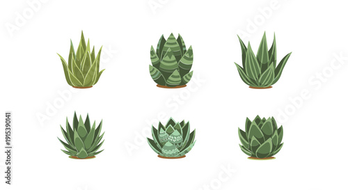 Variety of Small Green Succulent Plants.