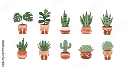 Variety of Small Potted Succulents.