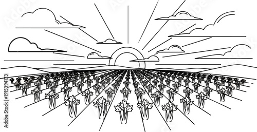 A field of celery plants stretches toward a radiating sun with clouds
