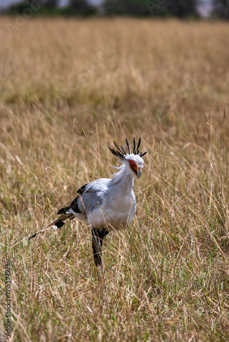 Secretary Bird in search of prey. Kenya, Africa