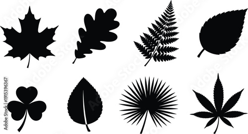 Collection of diverse leaf silhouettes including maple oak fern and clover perfect for nature graphics and seasonal design elements isolated on white