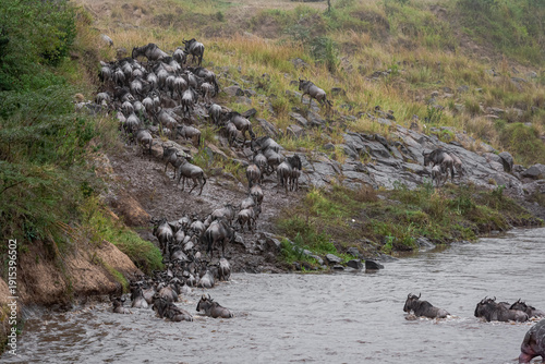 Photos Сrossing across Mara River in Kenya