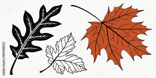 A vibrant display of three different autumn leaves showcasing nature's colorful transition. Vector