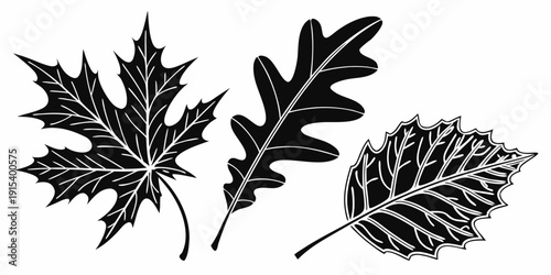 Three different types of leaves showcasing nature's diverse foliage patterns Vector
