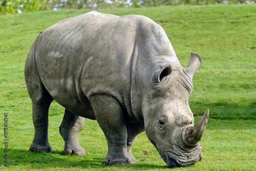 White rhinoceros (Ceratotherium simum), ZooParc de Beauval, Loir-et-Cher department, Centre-Val de Loire region, France