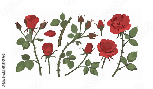 Red Rose Branch Vector Set Isolated on White Background Botanical Illustration