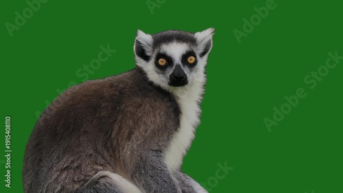 lemur sitting on tree log slow motion green screen