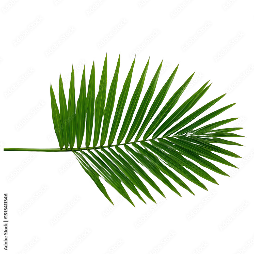 Obraz premium Single green palm frond with pointed leaves isolated isolated on a transparent background