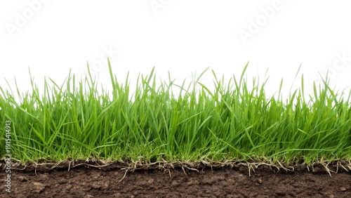 A vibrant close-up view of a section of lush green grass and its earthy soil, highlighting the texture and life beneath the surface