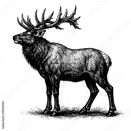 Vintage Engraving of a Grand North American Elk Bull with Impressive Antlers, Rendered in Classic Woodcut Style, Showcasing Wildlife Art, Mammal Illustration, and Nature's Majestic Beauty.