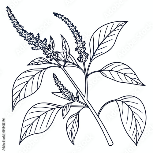 Tableau sur toile branch of amaranthus