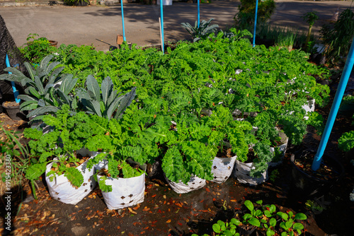 A kale garden features rows of leafy green kale thriving in rich, well-drained soil. It offers nutritious harvests