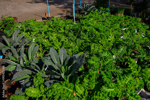 A kale garden features rows of leafy green kale thriving in rich, well-drained soil. It offers nutritious harvests