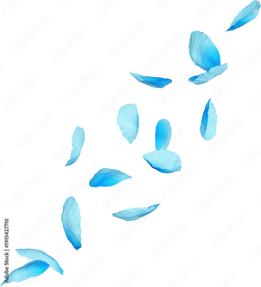 Obraz premium Falling Blue Poppy Petals