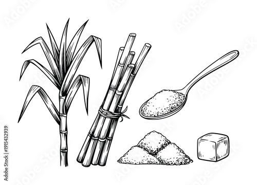 Sugar Cane Hand Drawn Sketch Vector Illustration