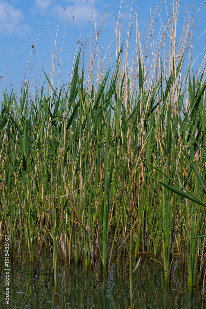 Obraz premium Reeds grow on the edge of the pond. Reflection of grass in water. 