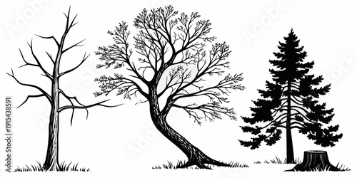 A serene forest scene with a variety of trees and a peaceful atmosphere Vector