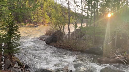 Mountain stream flowing into larger river, water rushing over rocks. Sunlight breaking through young trees along the banks. Golden hour glow, beautiful wilderness scenery.