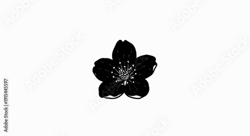 A stark black blossom with delicate white stamen on a plain white background