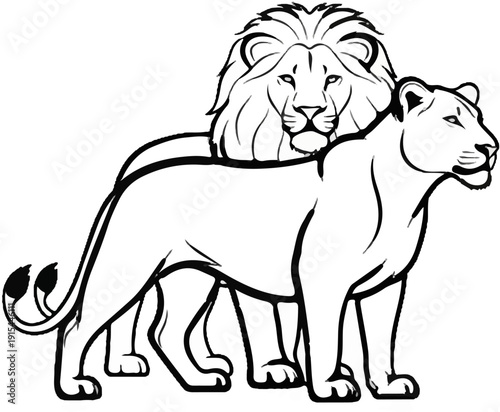 A majestic male lion stands behind a graceful female lion