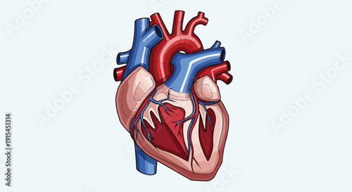 Detailed anatomical illustration of the human heart, showing its internal chambers, arteries, and veins in red and blue, on a clean white background.