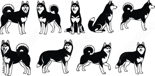 Husky Dog Illustration Set Showing Multiple Standing, Sitting And Walking Poses Representing Pet Animal, Siberian Husky Breed And Canine Behavior Concept