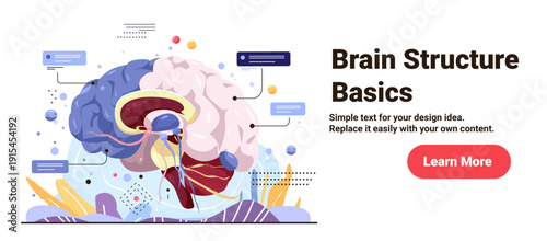 Brain structure anatomy medical diagram cross section with labeled parts colorful abstract background educational website banner