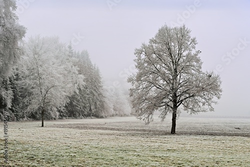 Wallpaper Mural Tree and forest in hoarfrost, Schlatt, Lindenberg, Freiamt, Canton of Aargau, Switzerland Torontodigital.ca
