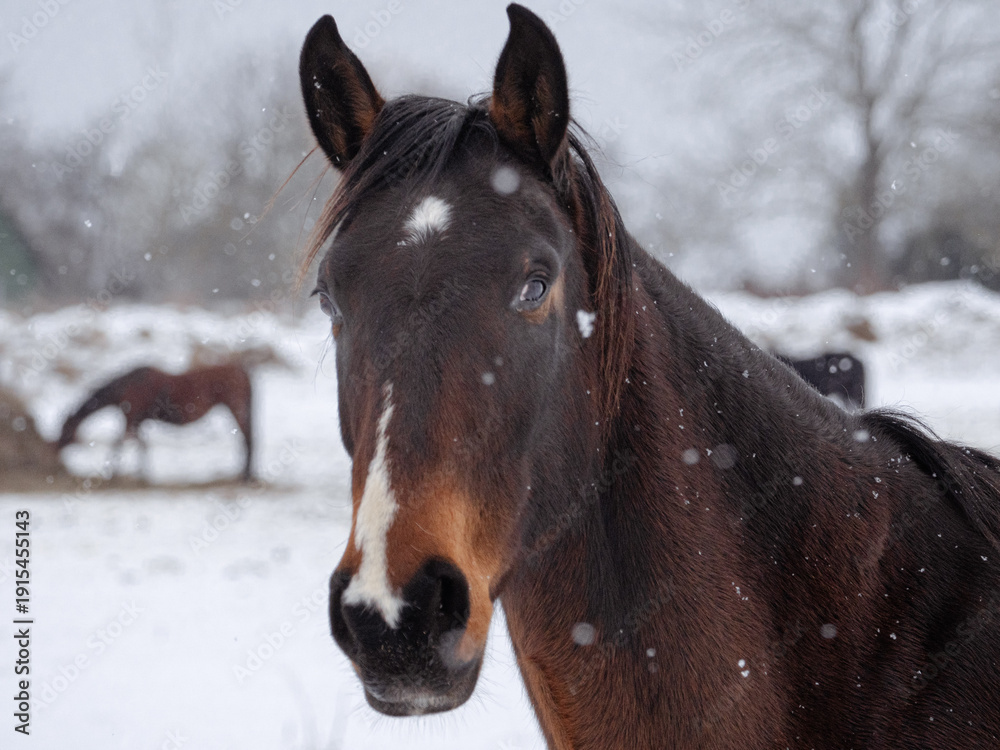 Obraz premium Close up portrait of brown horse in falling snow, winter farm landscape with soft background and natural rural atmosphere