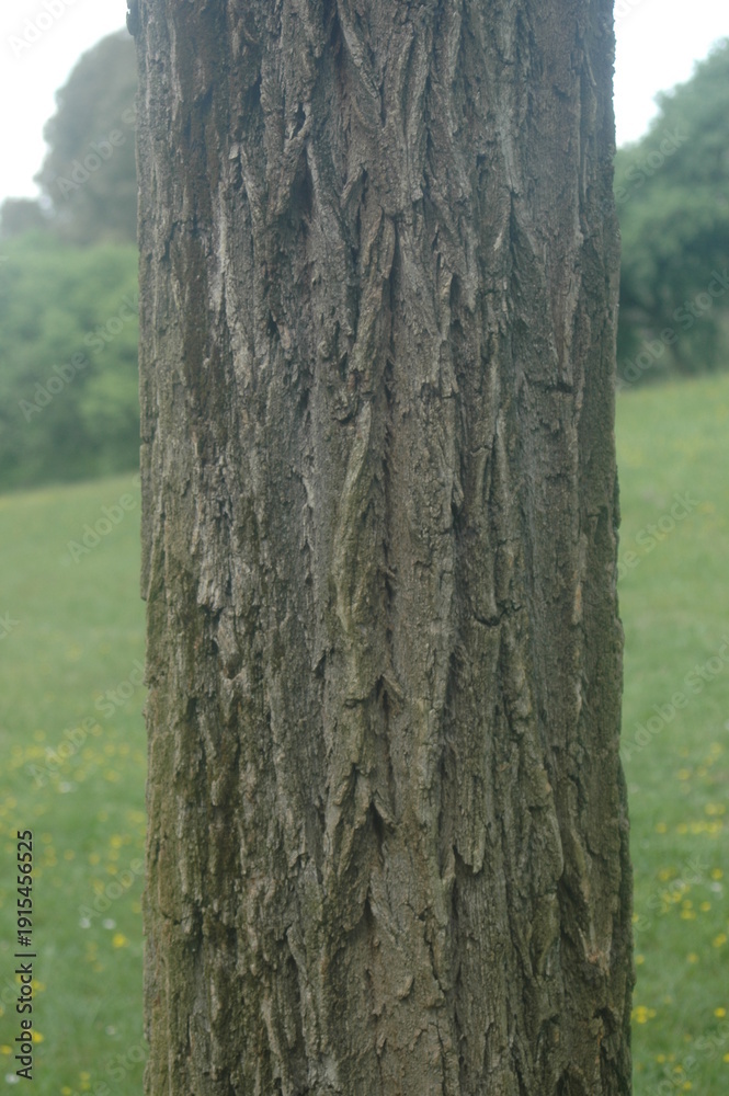 Fototapeta premium old tree trunk