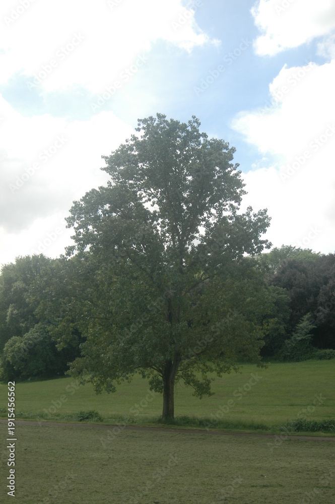 Obraz premium trees in the park