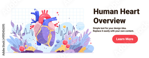 Human heart anatomy diagram medical organ cardiovascular system illustration with colorful veins arteries heartbeat ECG line abstract background landing page