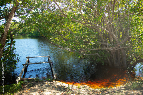 Quadro em tela The tannin-rich water of a Mexican mangrove ecosystem reveals submerged plant life below the surface in Sisal natural Park in Yucatan