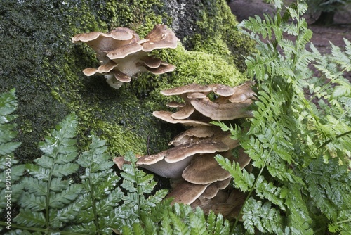 Giant polypore (Meripilus giganteus), Emsland, Lower Saxony, Germany