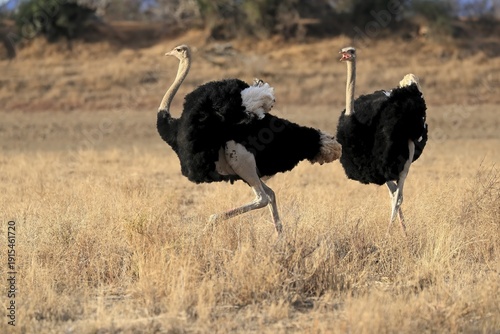 South African ostrich (Struthio camelus australis), adult, male, two males, threatening, imposition, Mountain Zebra National Park, Eastern Cape, South Africa