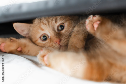Obraz na plátne Ginger tabby kitten lying on its back under a blanket with paws up, playful wide-eyed close-up in soft light, cozy home concept