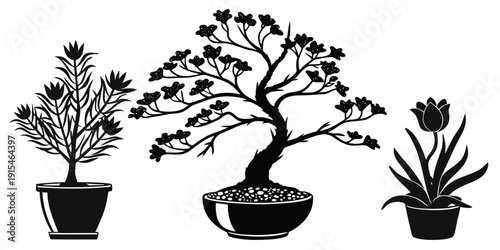 Three distinct bonsai trees in pots showcasing different growth styles and leaf patterns. Vector